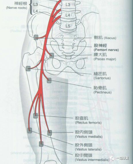 铁腰板治疗仪有没有效果? - 